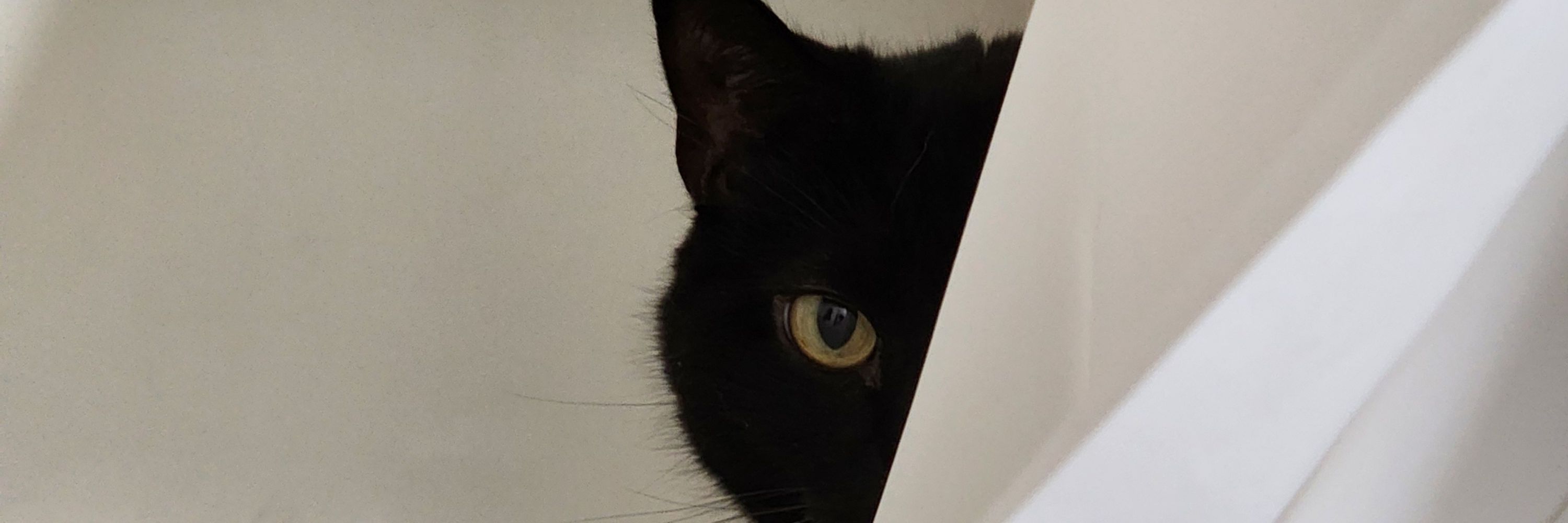 Rae, the Bratty Cat🏳️‍⚧️🐈‍⬛