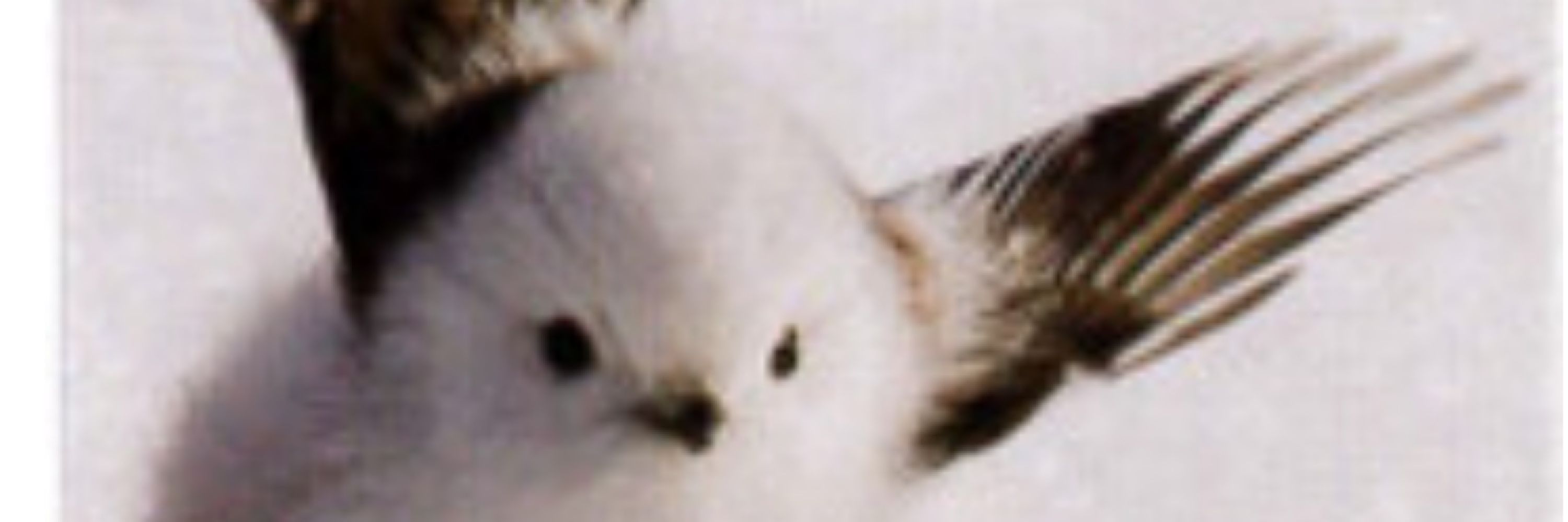 入魂ロフス