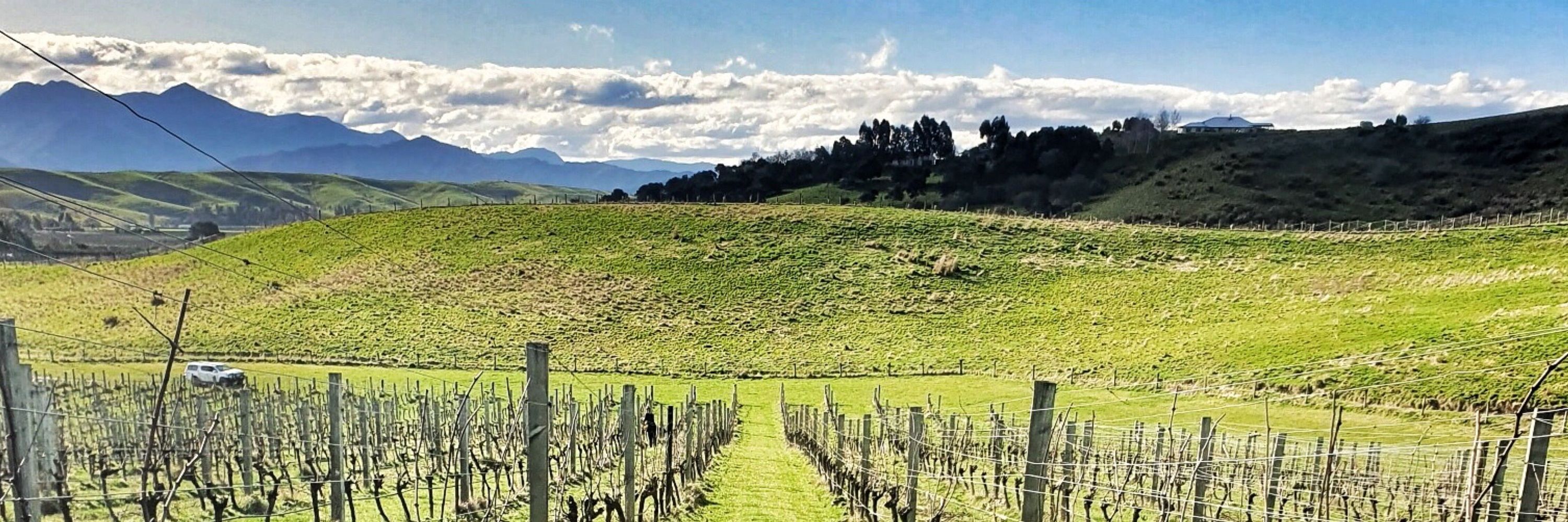 The Darling Wines