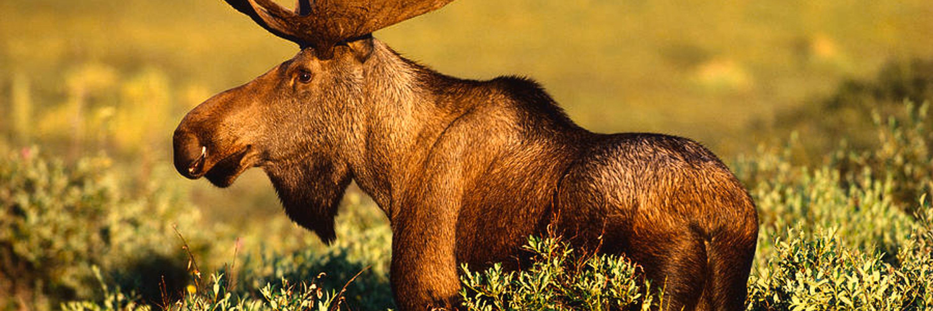 FPL Moose