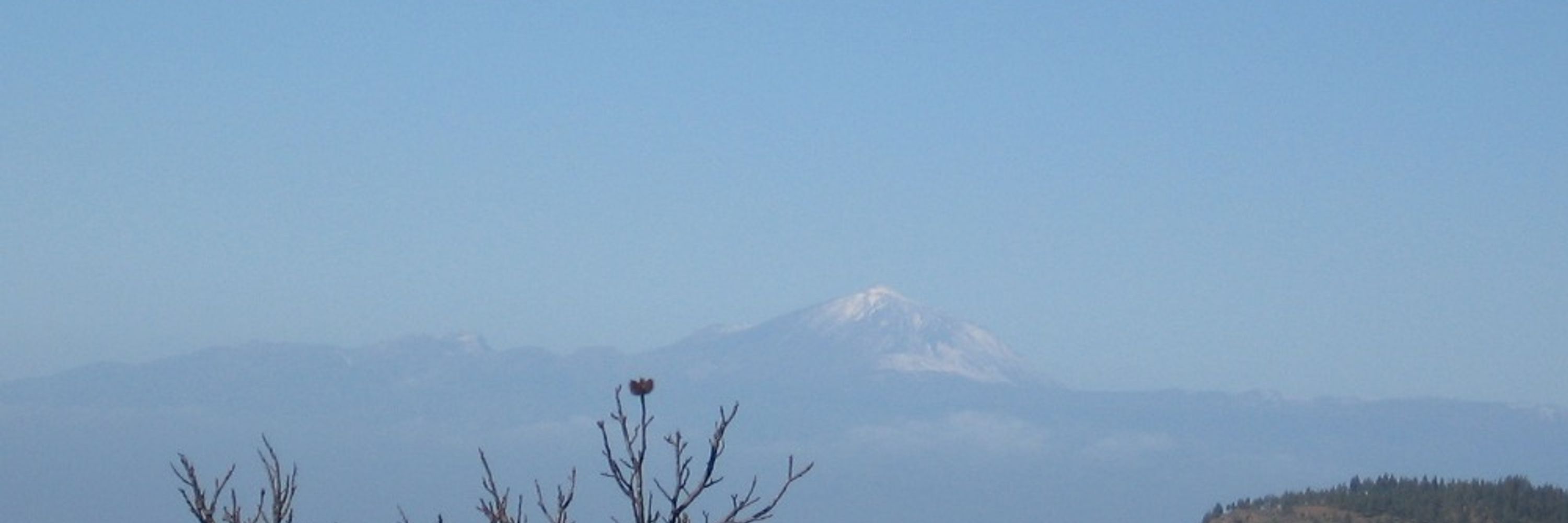 Minna Nikunen