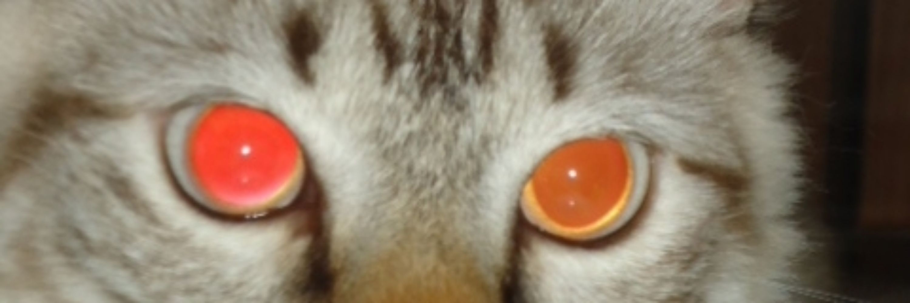 vitu
