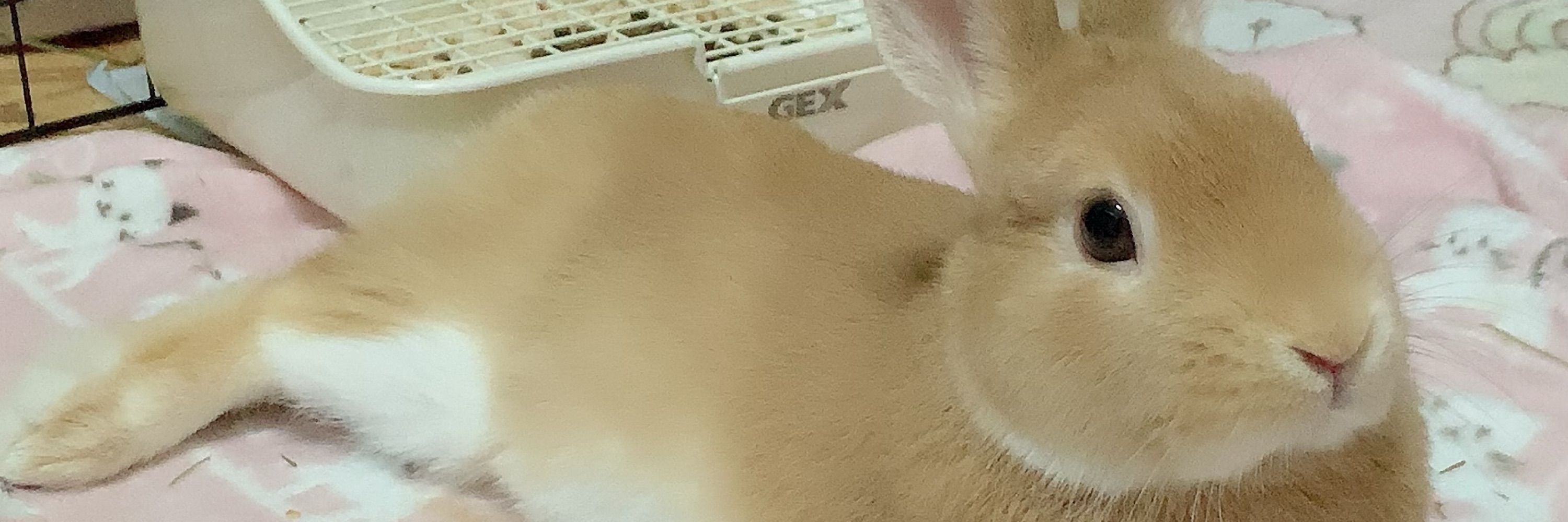 はる:Hal🐇🤍𓈒𓏸ばにーちゃん