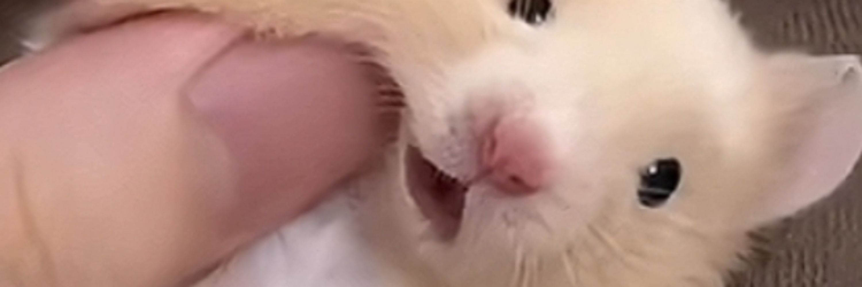 阮泽