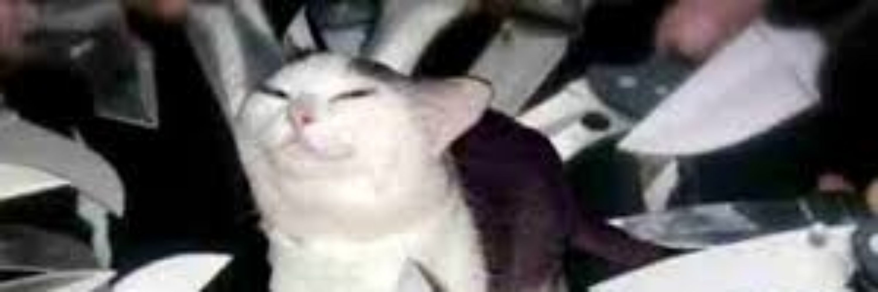 狐狸羹