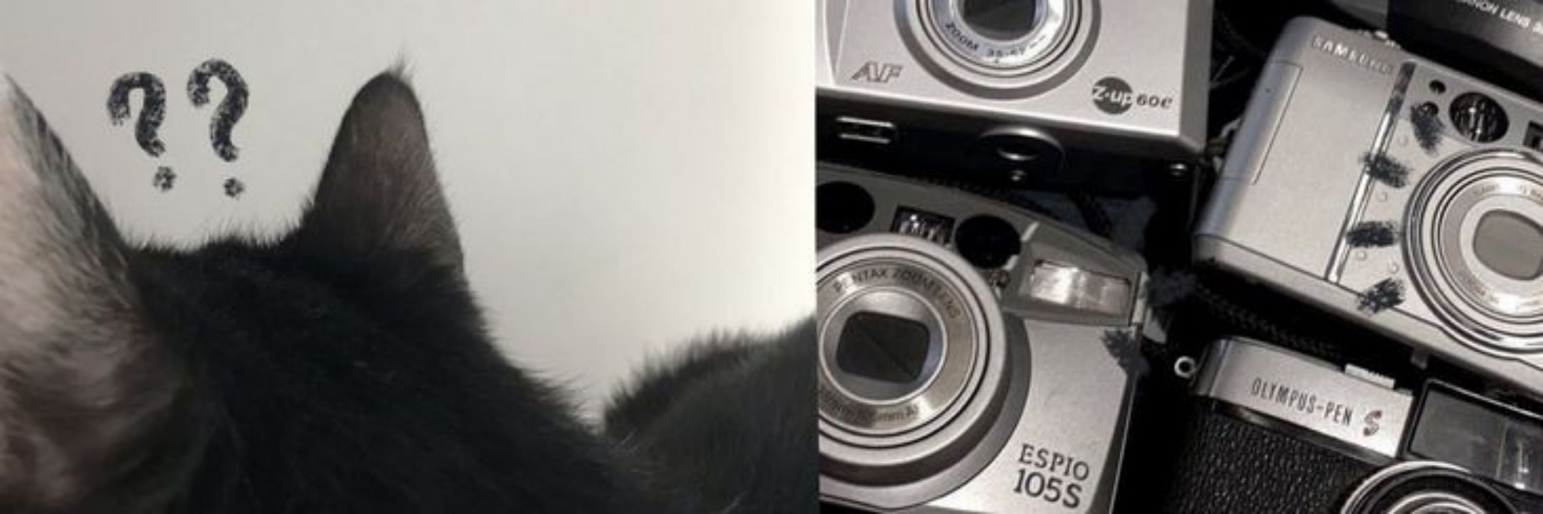 Pola