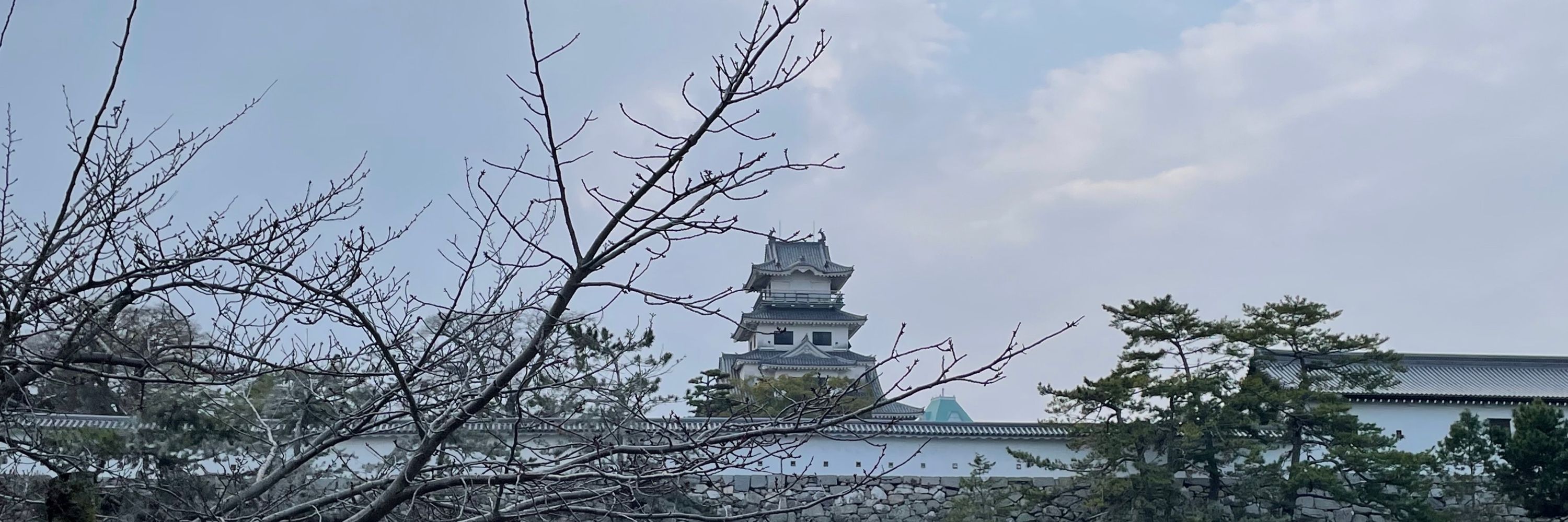ワタ