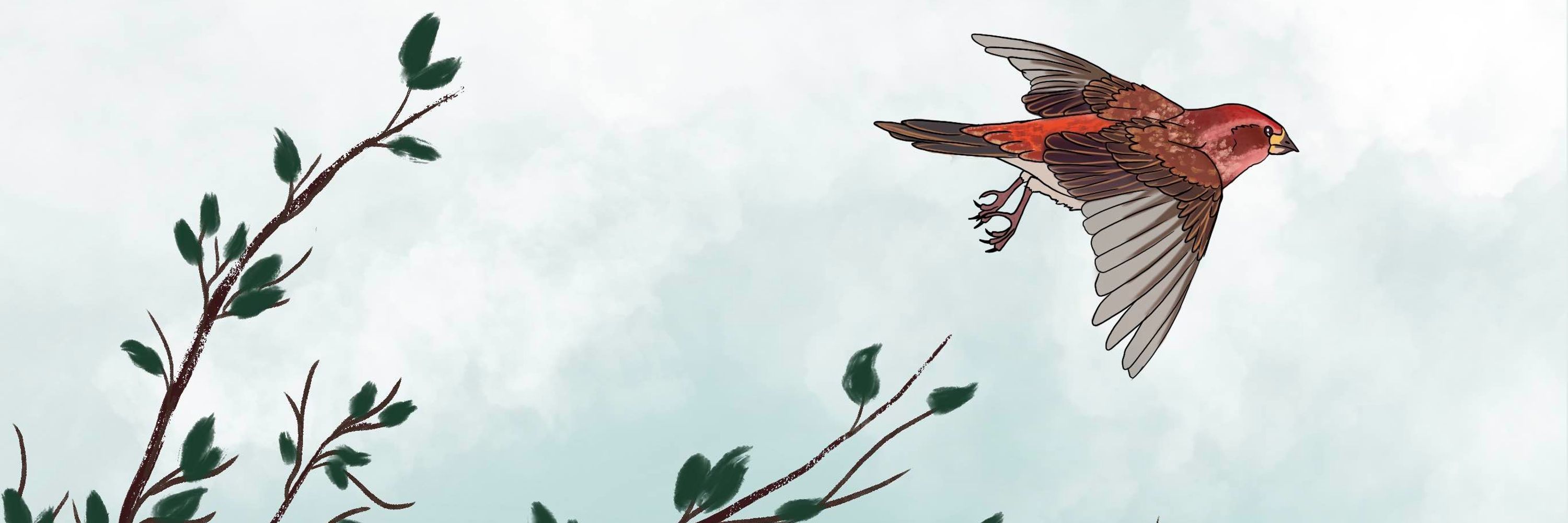Alex Finch