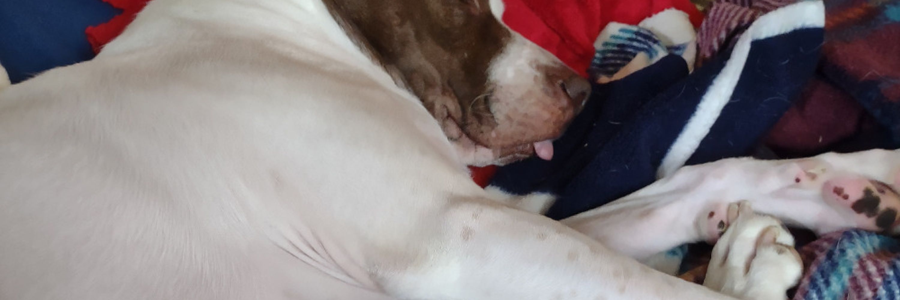 Metadata Blep
