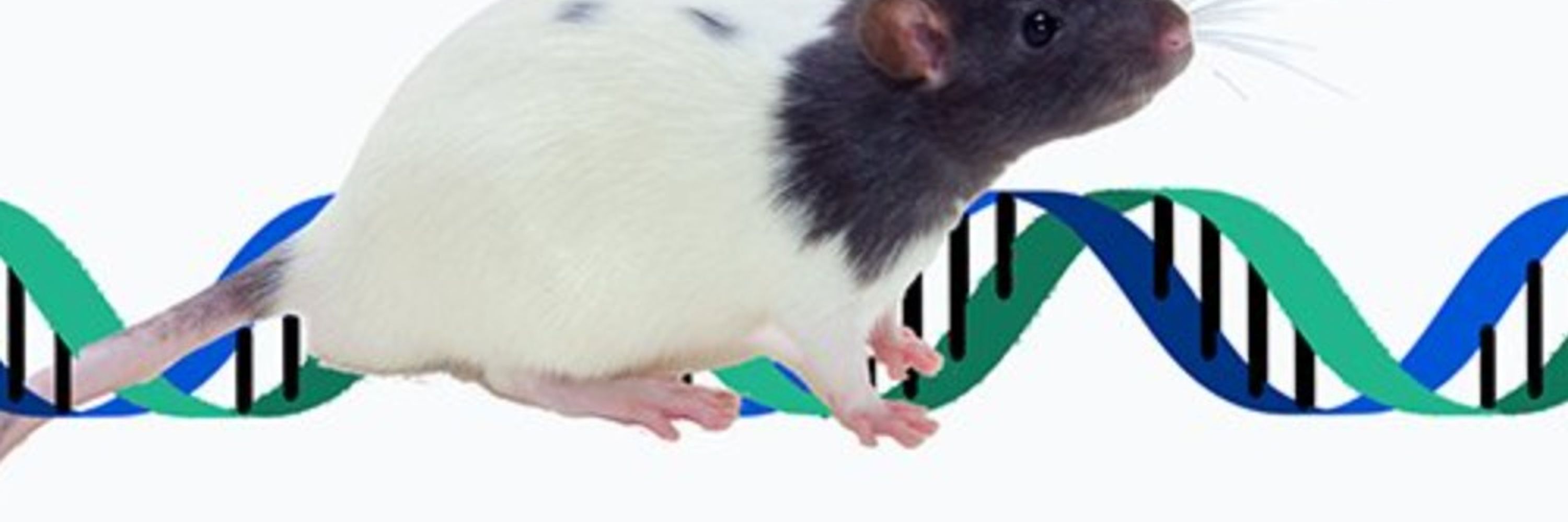 Rat Genome Database