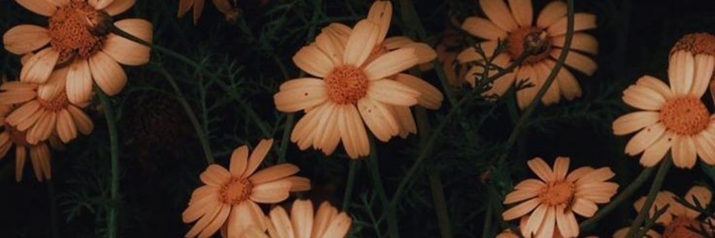 sol 🌼