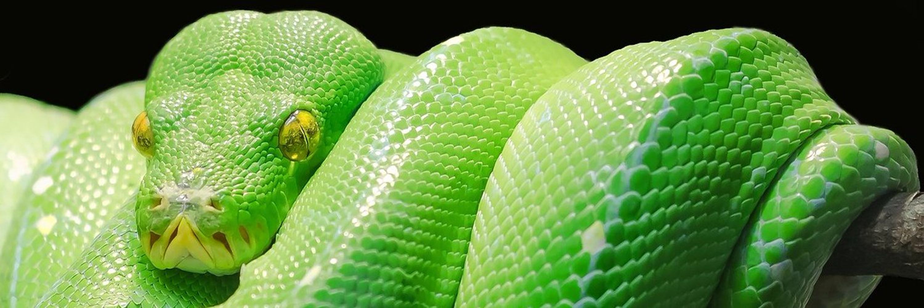 Lengua de serpiente