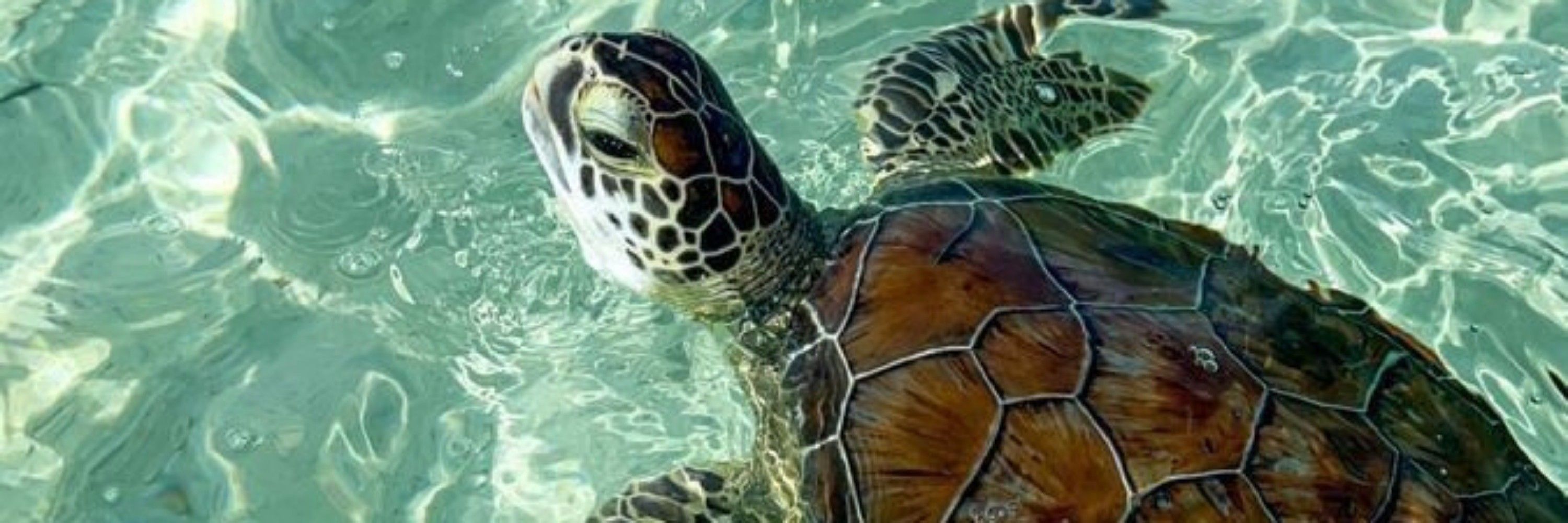 Tartaruga 🐢🦈