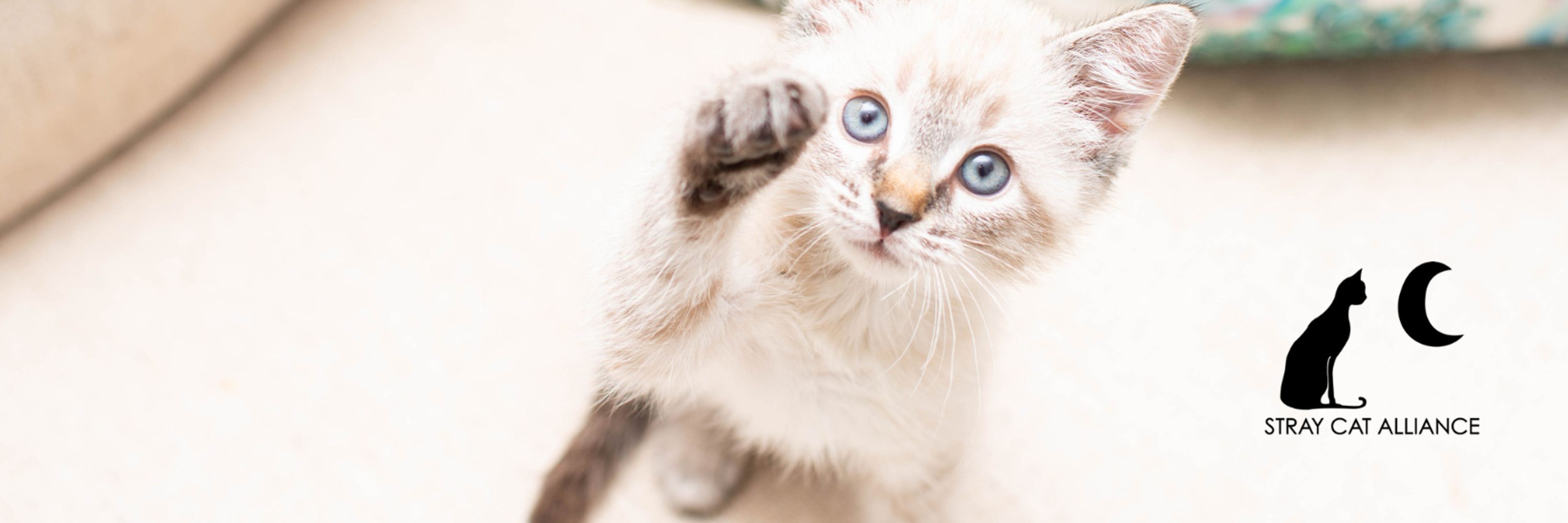 Stray Cat Alliance