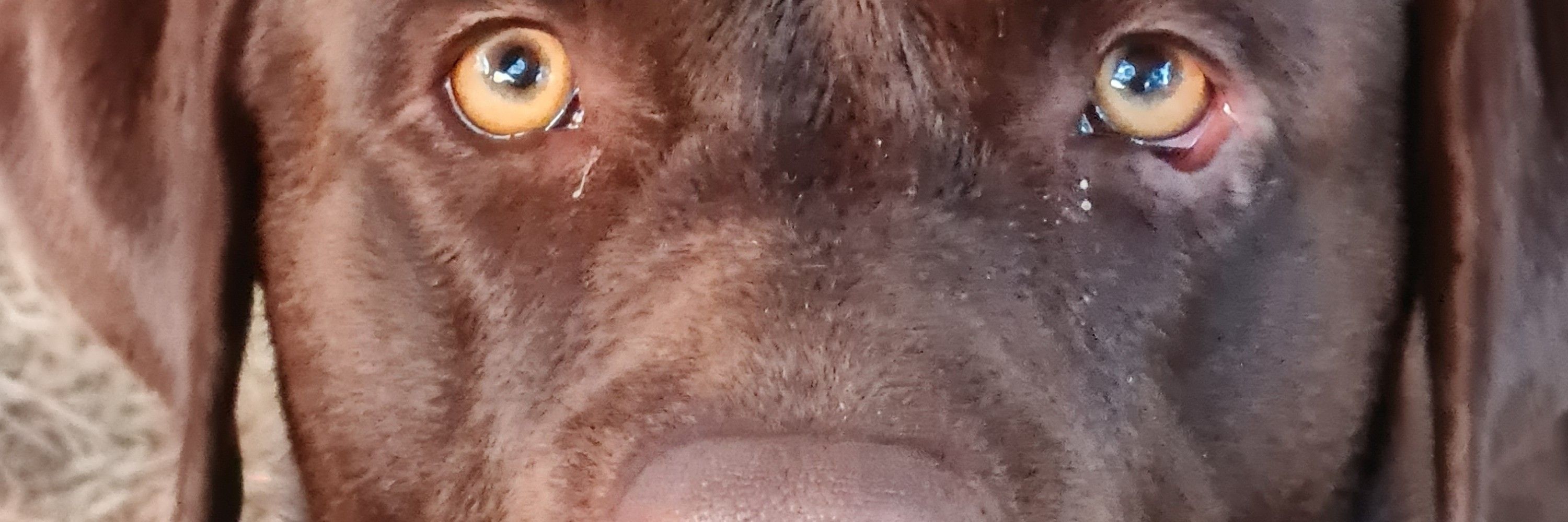 Markus 