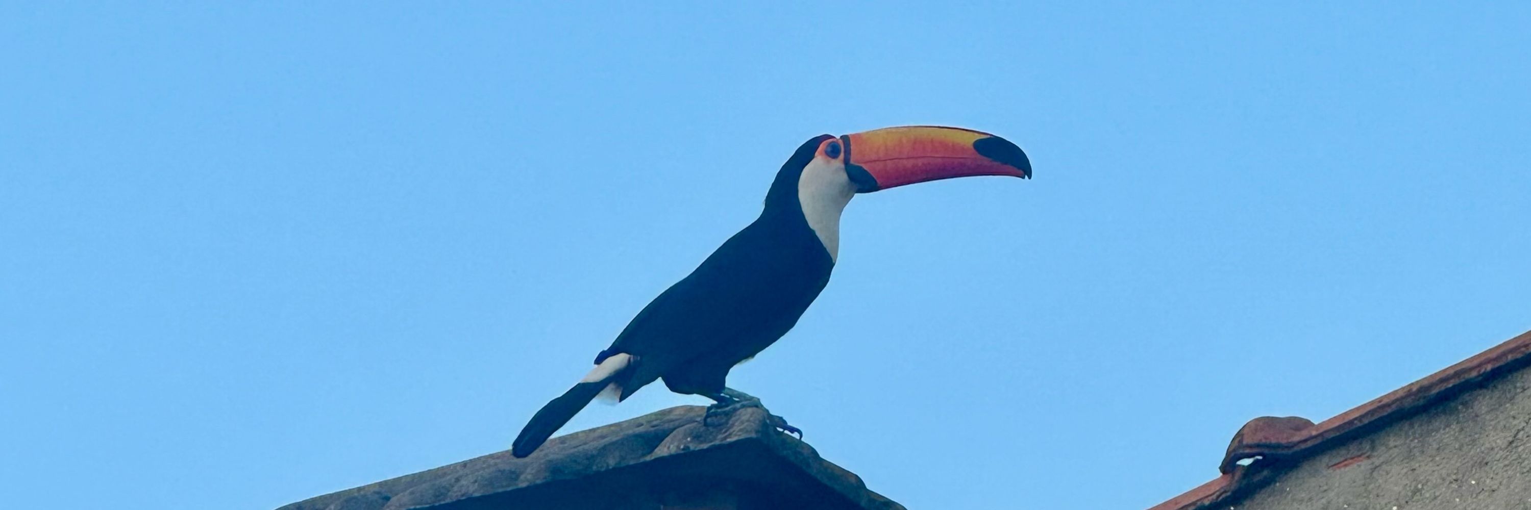 Dougrão