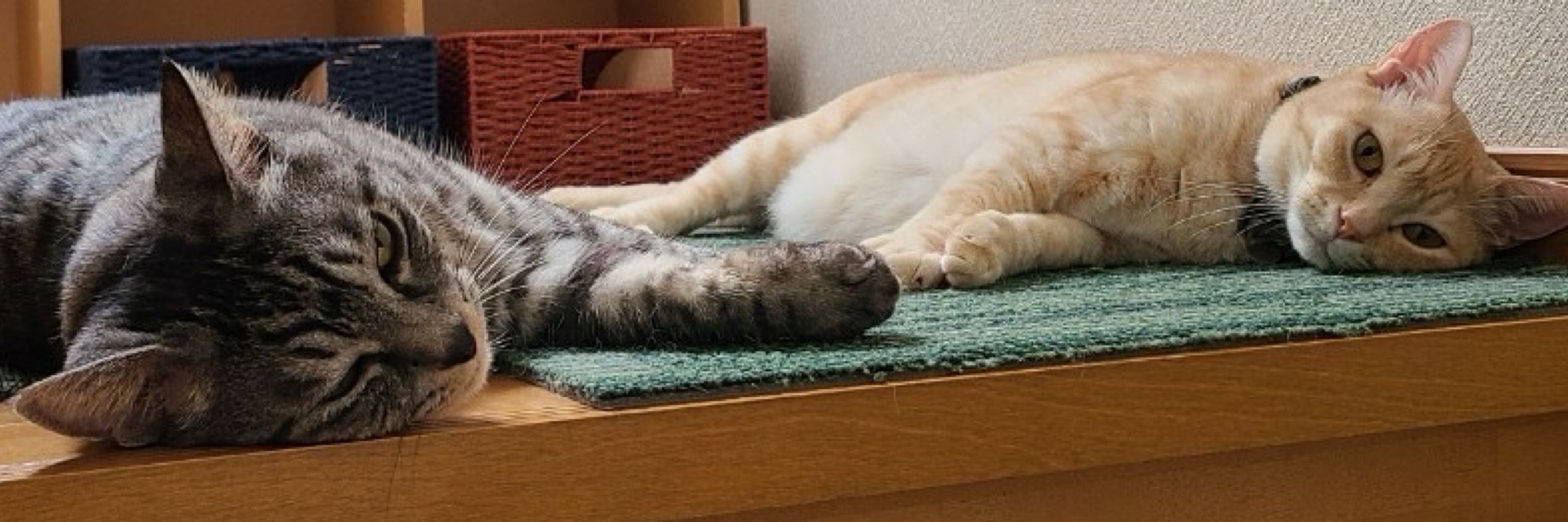 斎藤いち