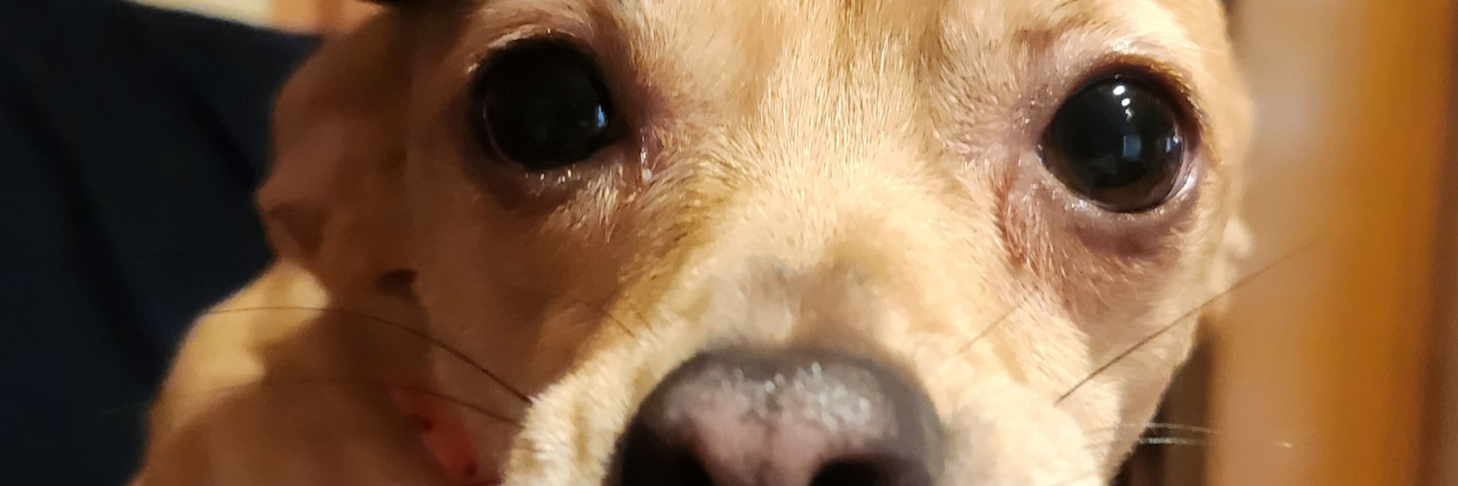 Lina
