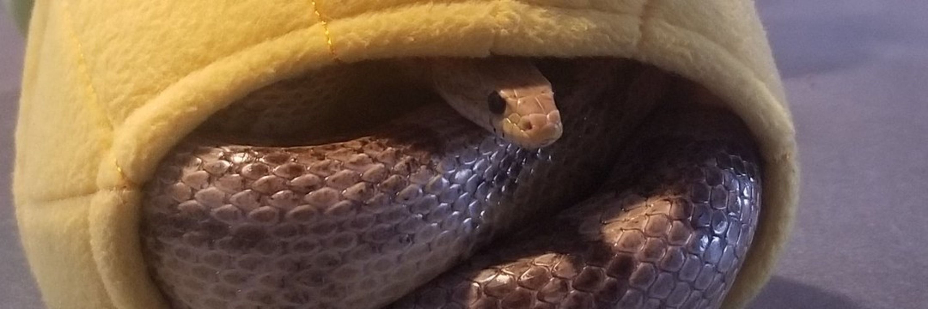 JayTheSnake