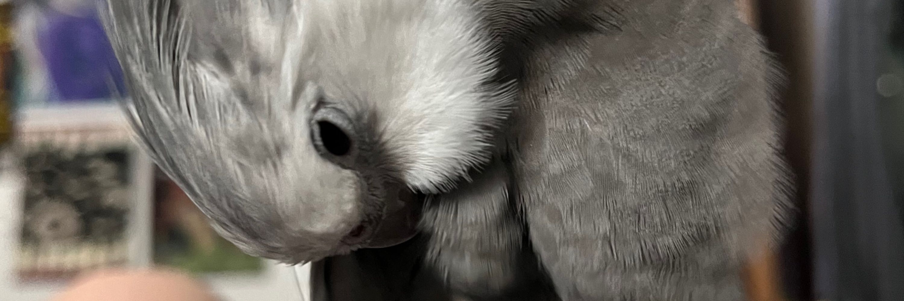 Glitchbird