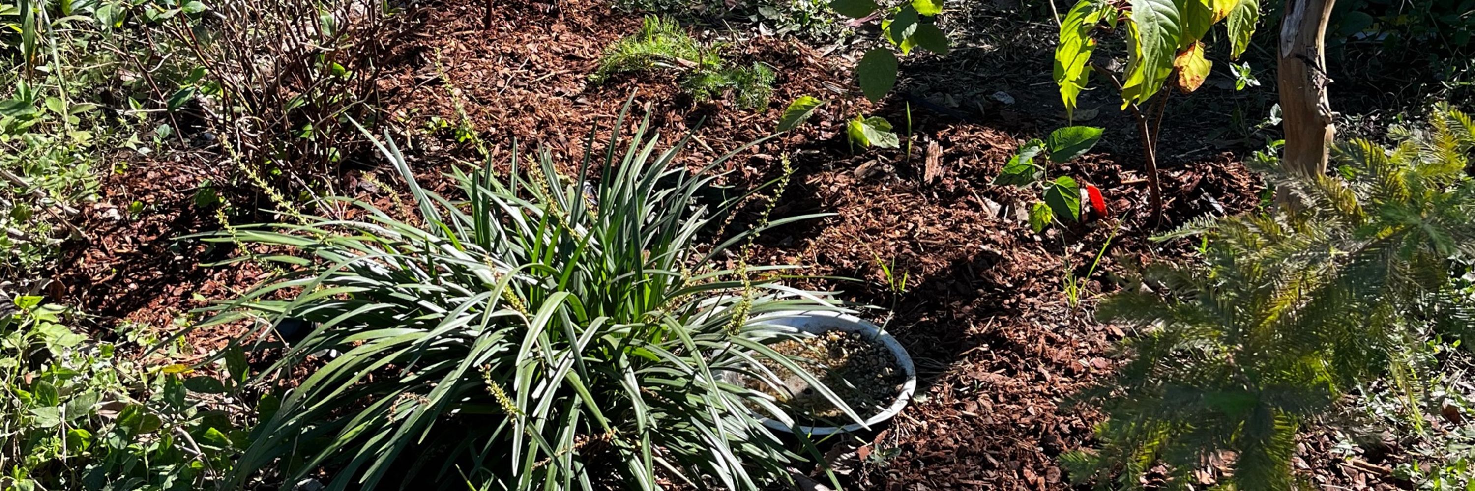 Bulbancha Blooms Community Garden