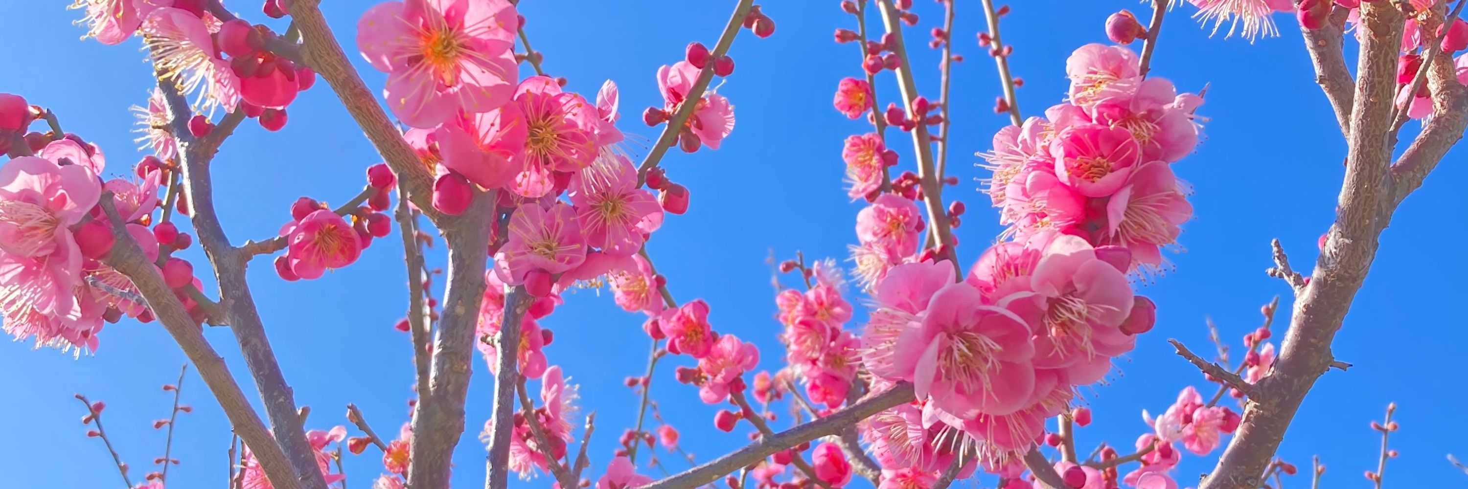 椎名