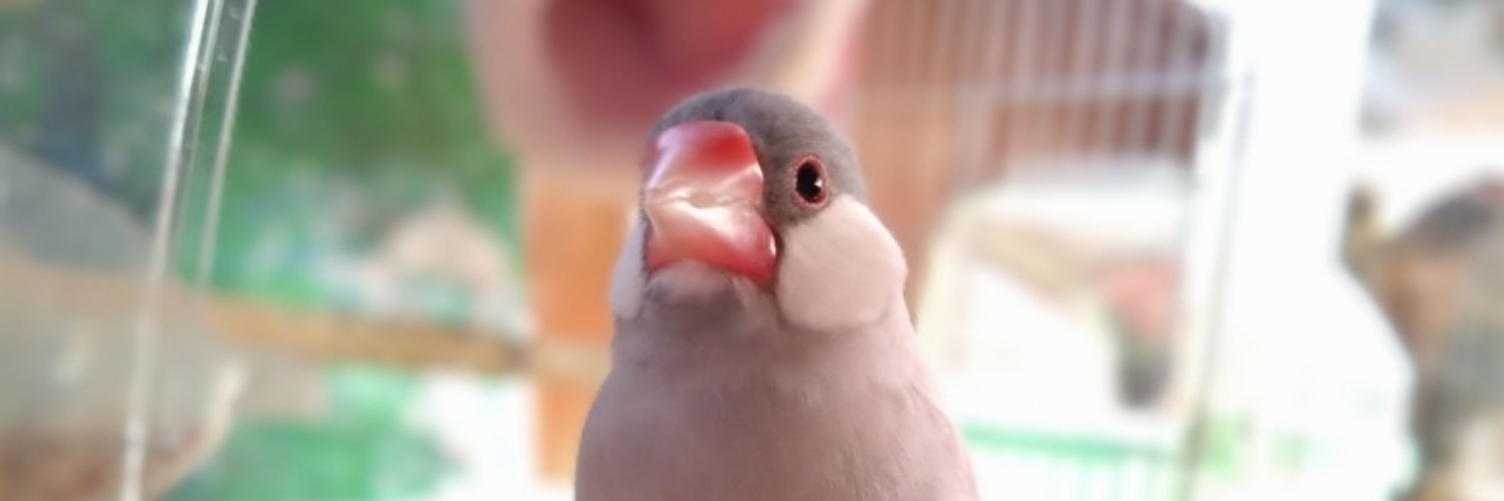 ばみちゃん