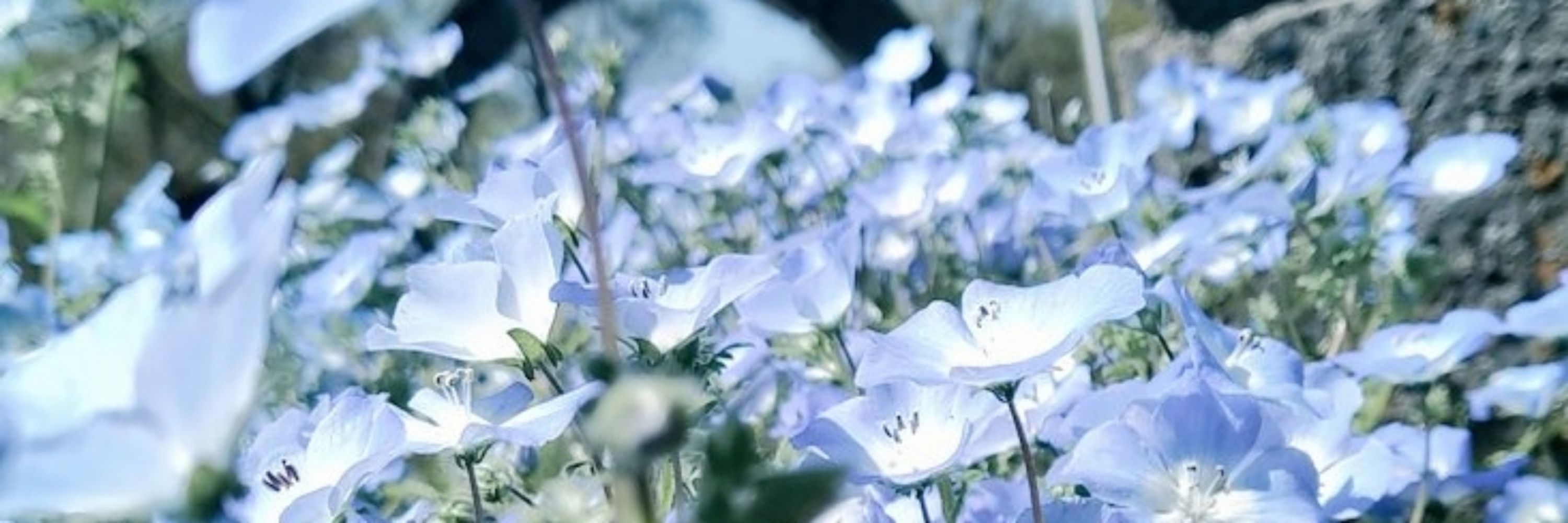 みたび