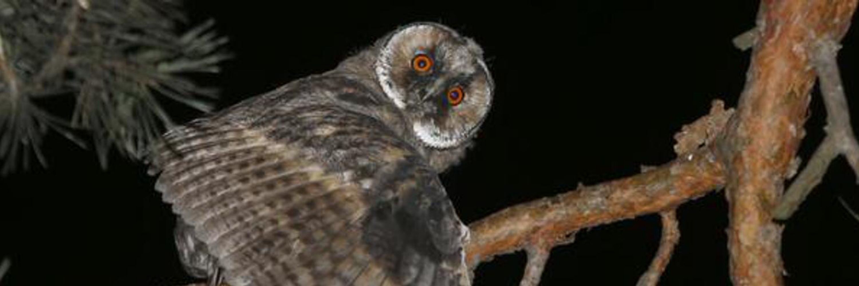 Hawkmaan