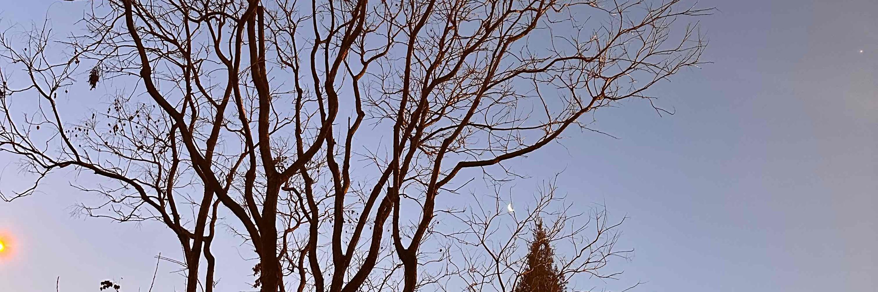 晨实
