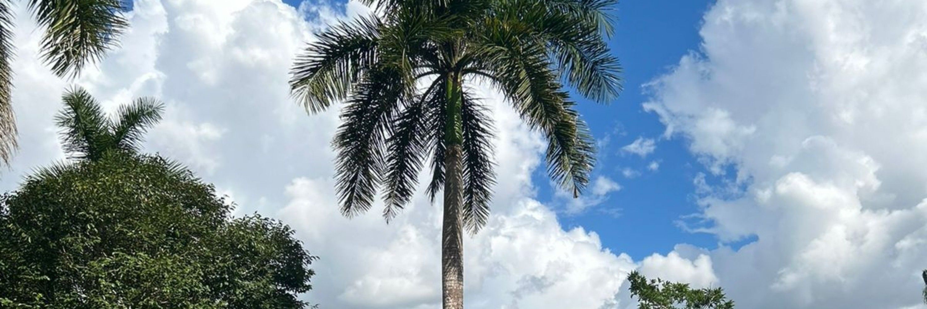 iaia