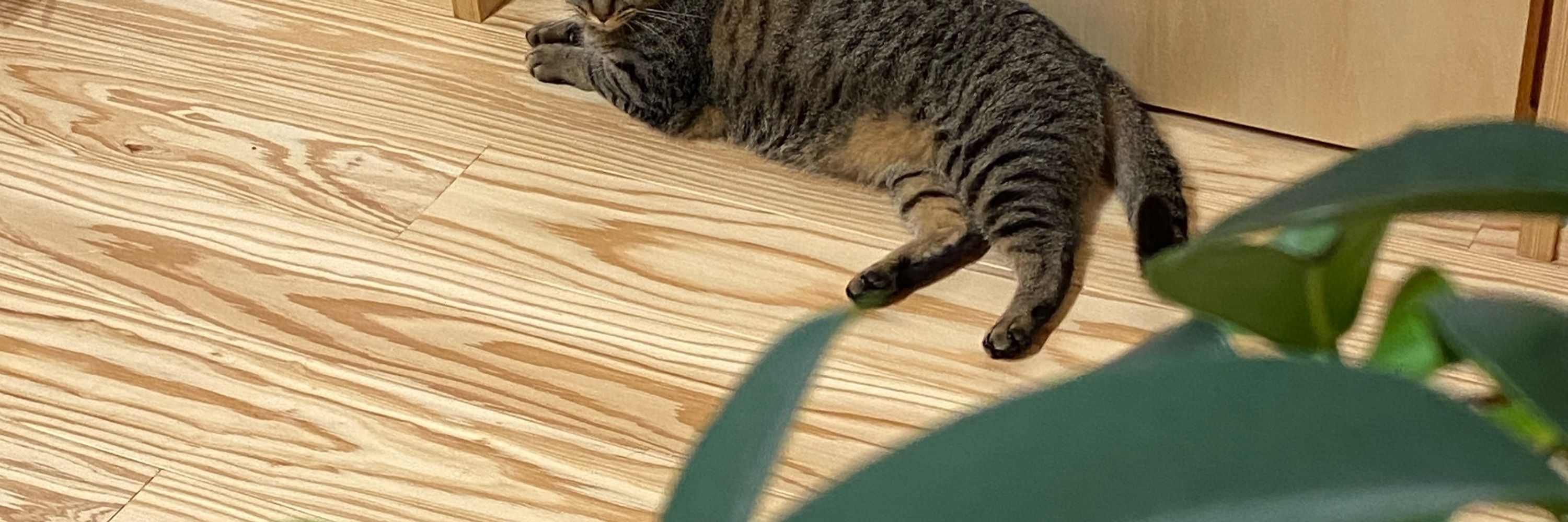 おこめ