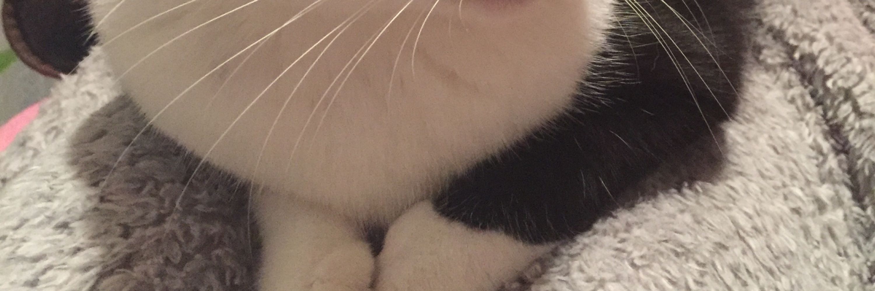 め