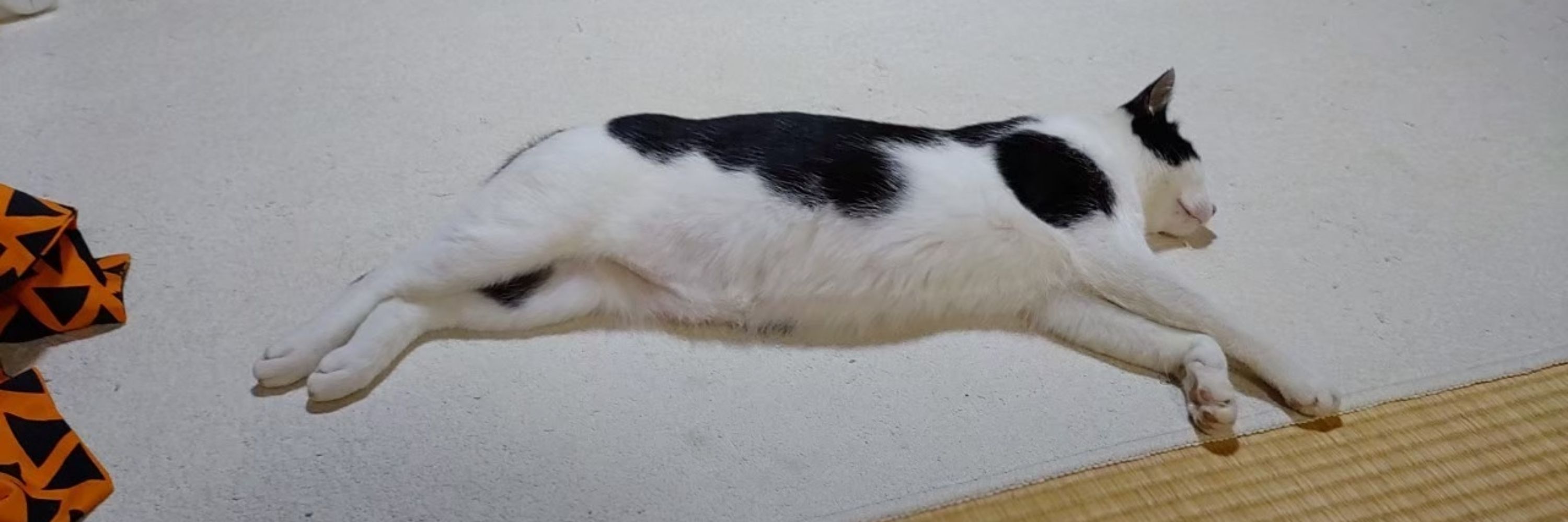 ∠きなこ