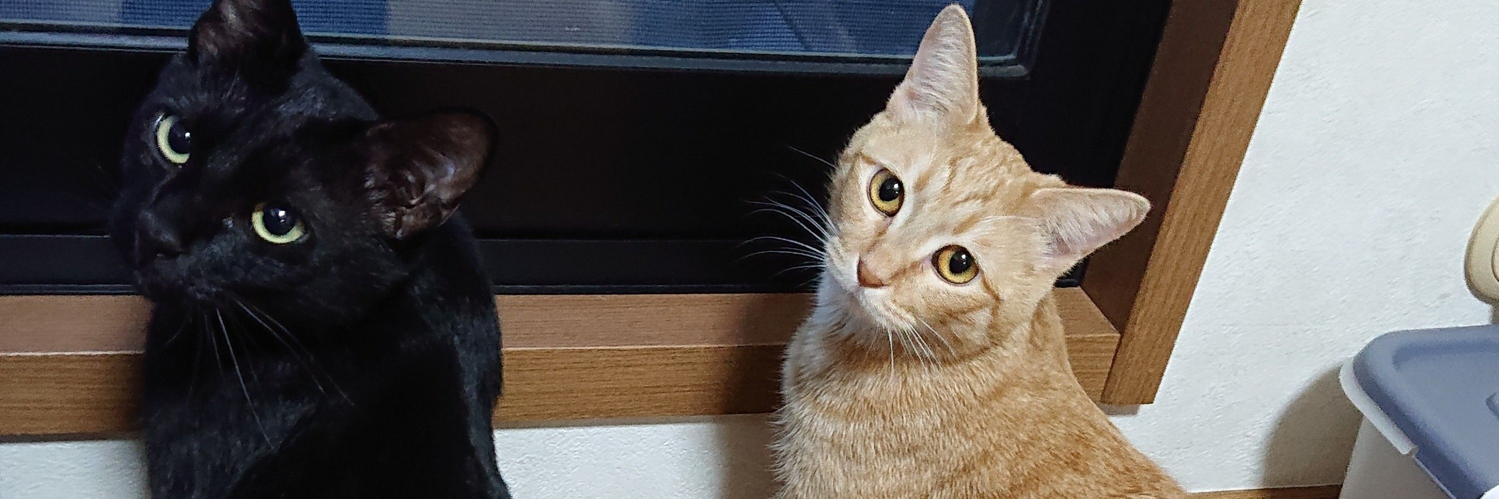 Firippu