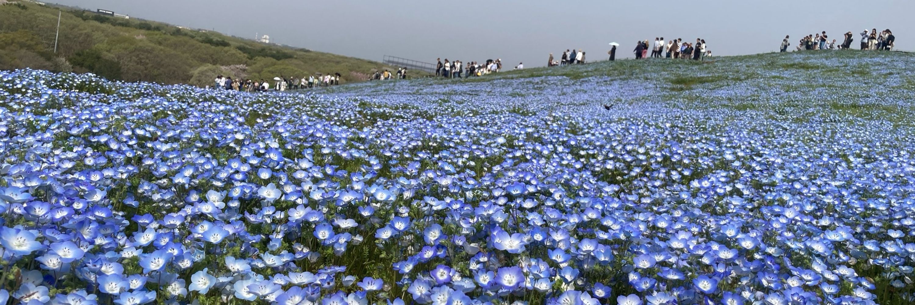 もふルド