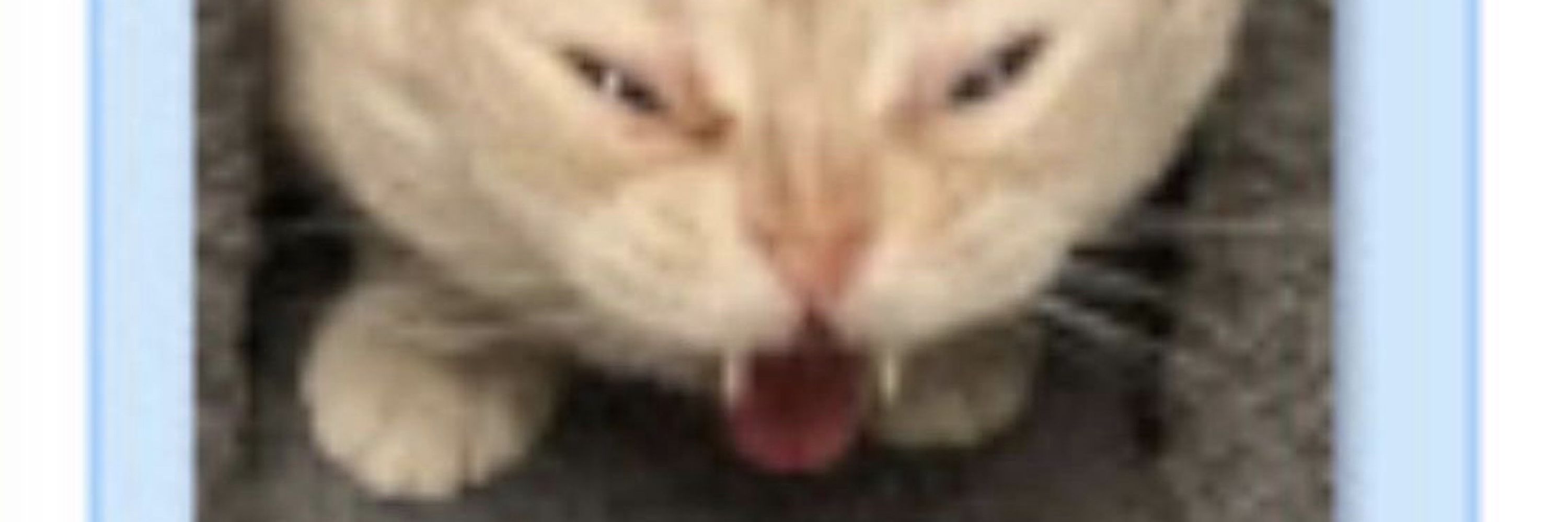 :P>_<