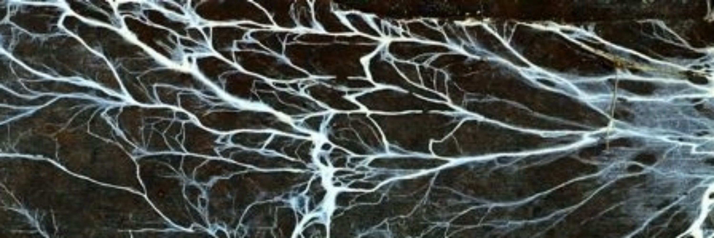 Spores