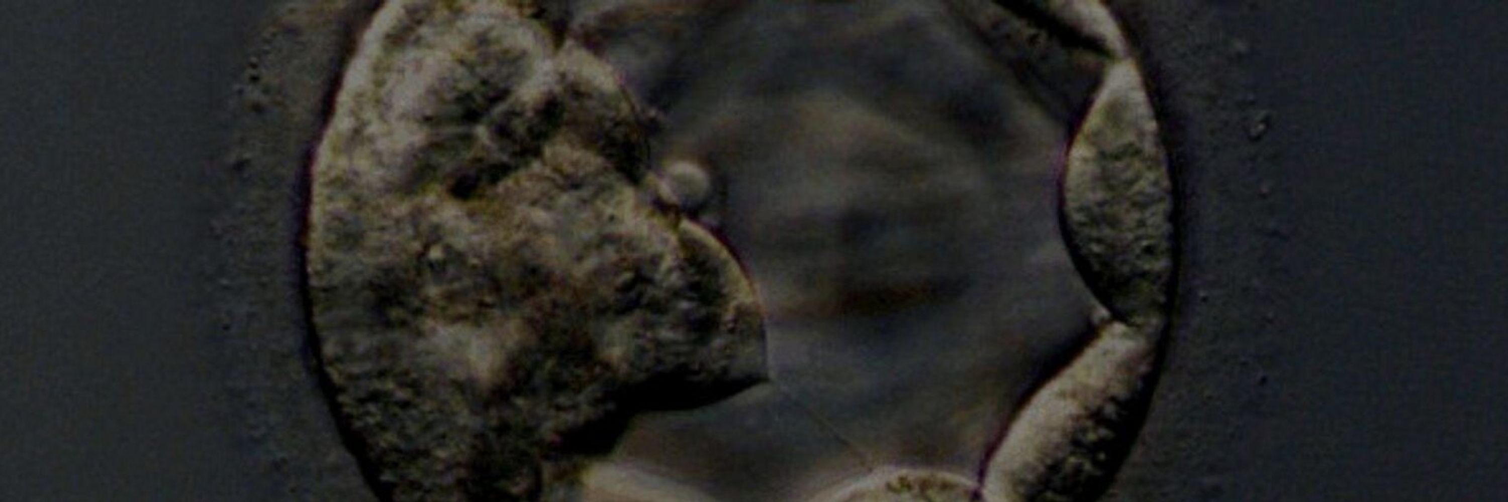Cell Stem Cell