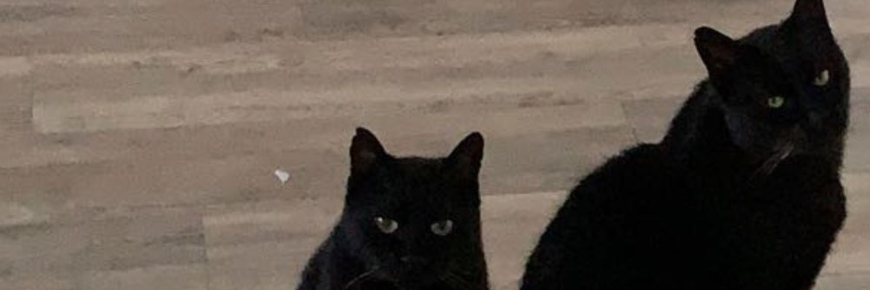 Mother of dragon cats 