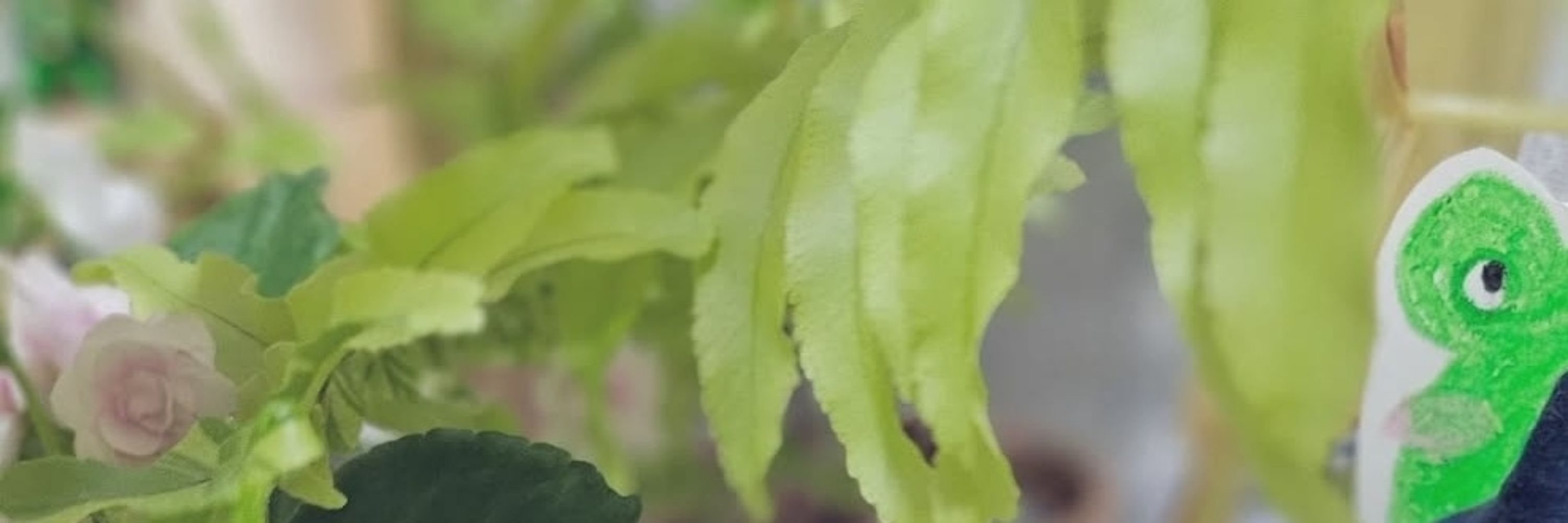 오늘도개구리🌿(O.do)