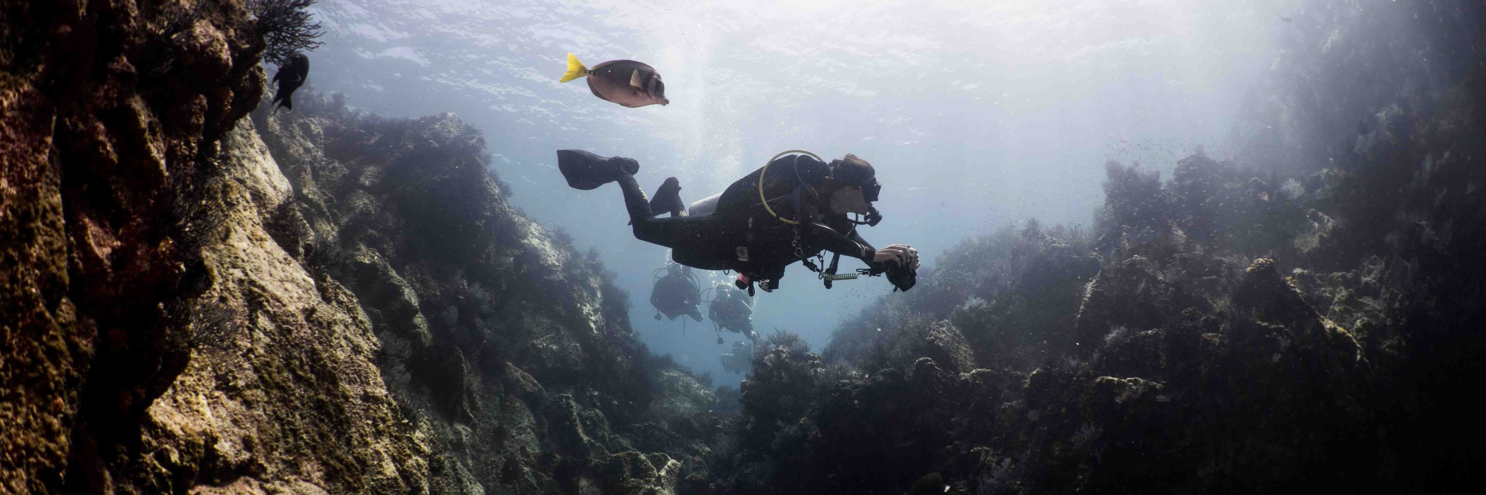 THE DIVE GURUS 