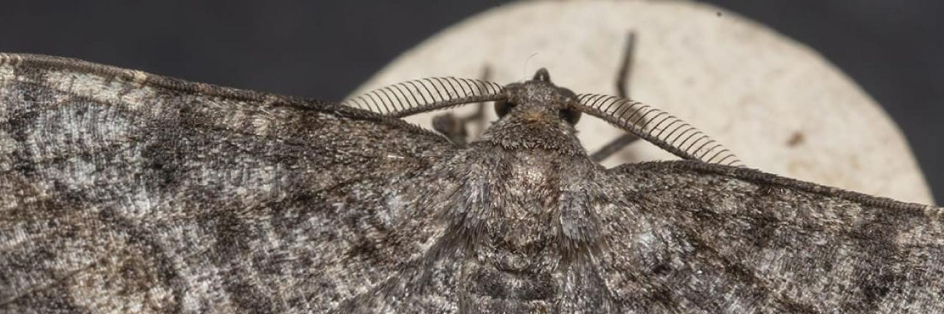 night moth