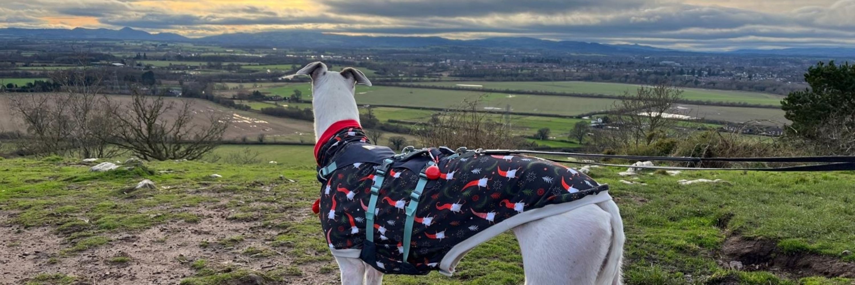 Ruby The Rescued Greyhound