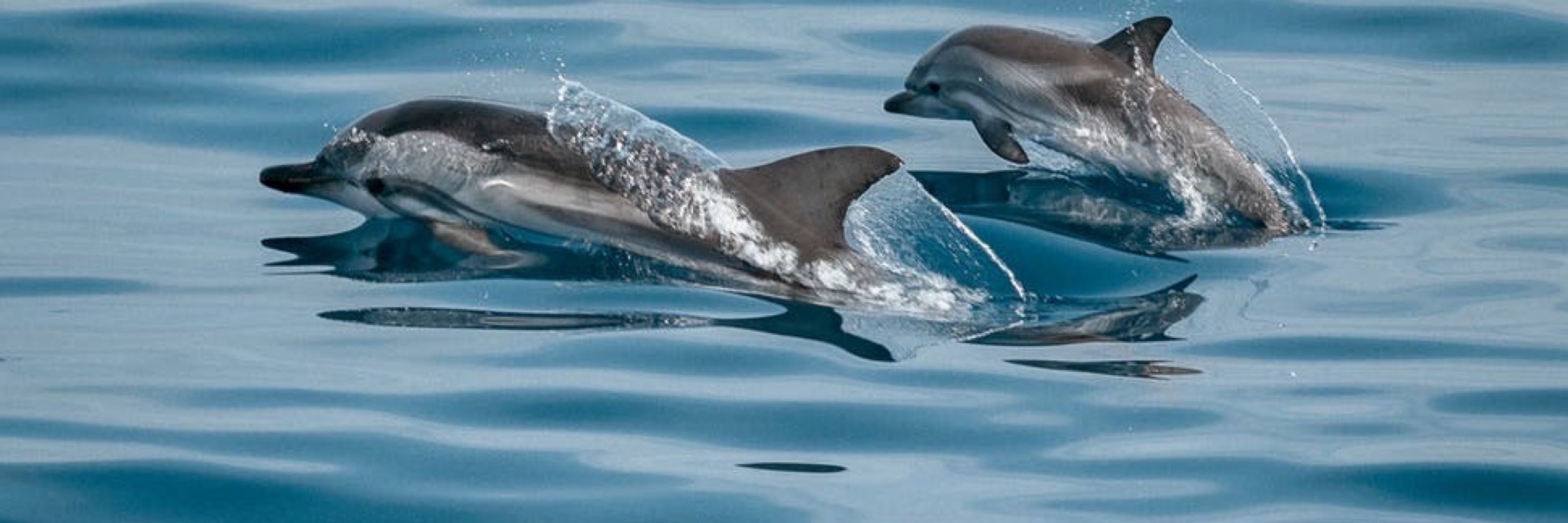 Klemmie  🐬