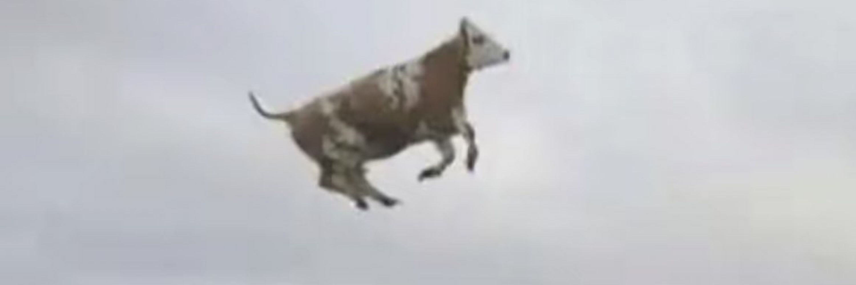 aym