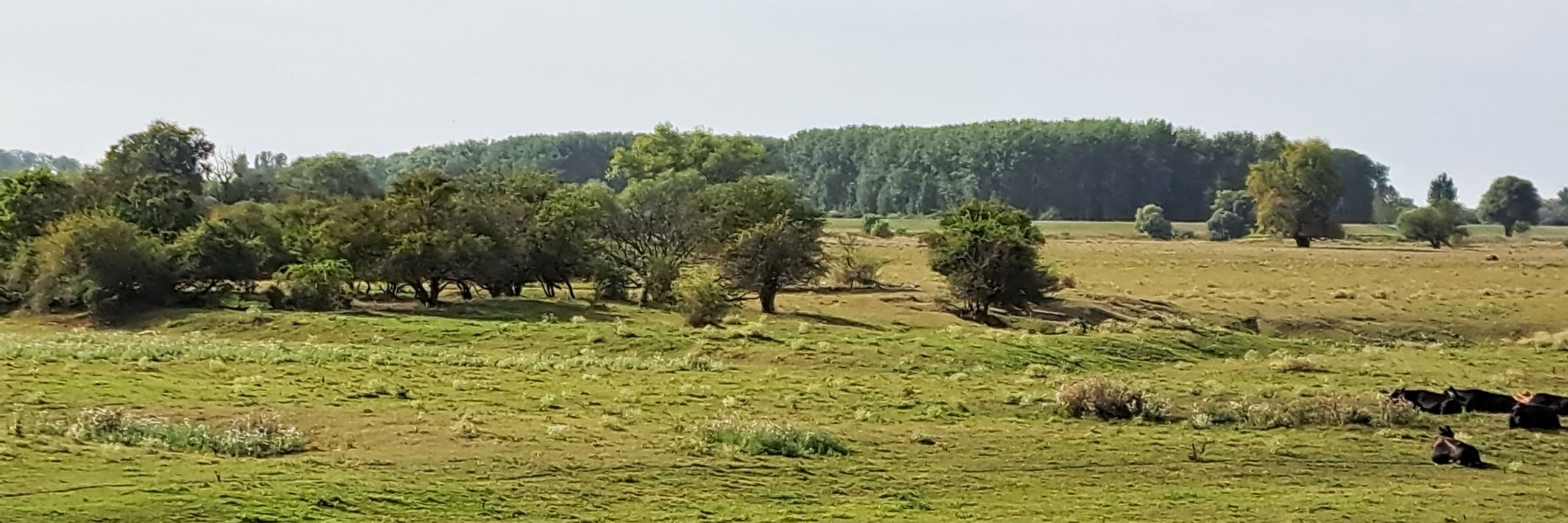 Arjan van der Veen 🐝🦟🌳