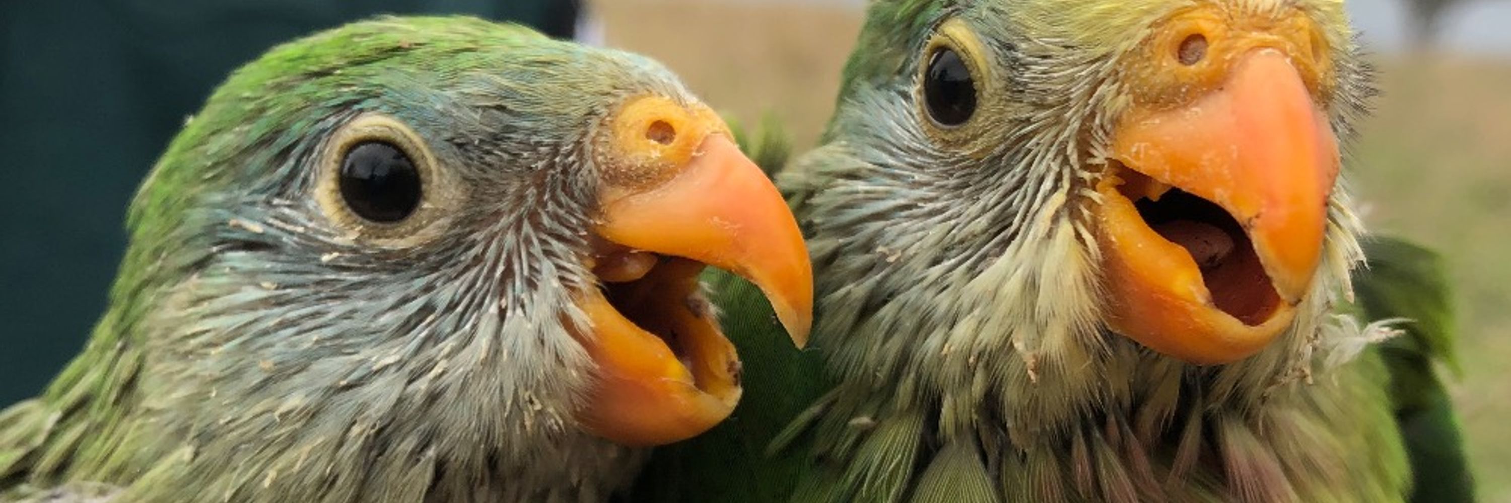 Dr swift parrot