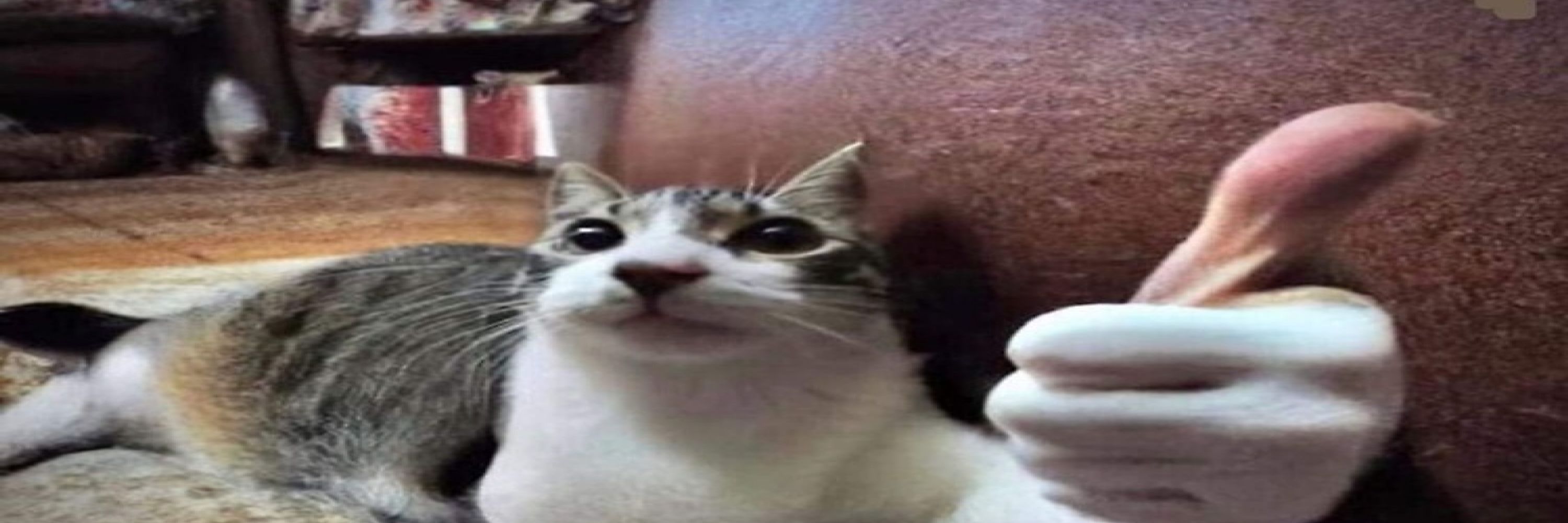 Meryll, Derg Aficionado