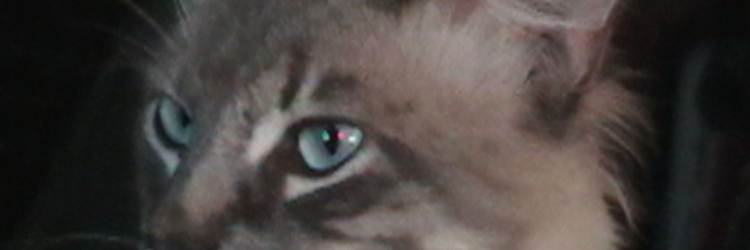 Rathacat